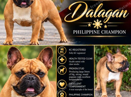 PHILIPPINE CHAMPION FRENCH BULLDOG AVAILABLE AT STUD