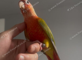 Parrot/conure