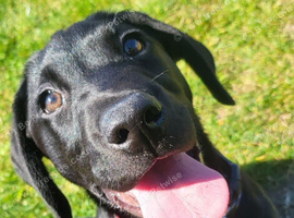 Labrador boy