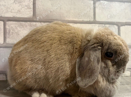 Mini lop Blue Tort Girl