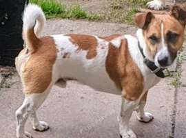 Male Jack Russell for sale
