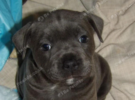 blue staffy puppies