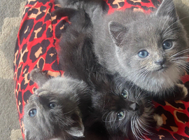 3 girls left (boy sold)