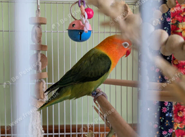 Beautiful female lovebird needing company.