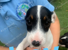 jack rustle puppies