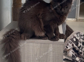 Title Beautiful maine coon girl in need new home