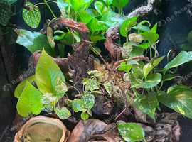 Reptile equipment live planted Exo terras etc