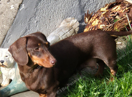 Miniature smooth haired dachshunds