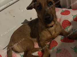 Dachshund x Lakeland terrier