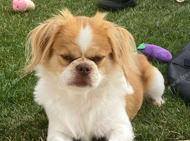 Japanese Chin Cross with a Shituz Male 13 Months Old