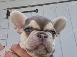 Health test clear french bulldog puppy