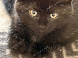 Fluffy female kitten 9 weeks old