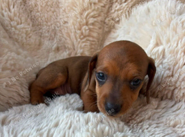 Miniature Dashhound puppies