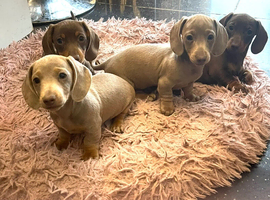 Isabella and tan miniature dachunds