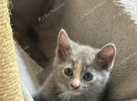 Pretty British short hair X mainecoon kittens