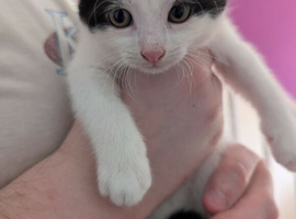 Kittens