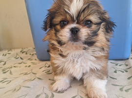 Pekinese x imperial shihzu