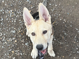 1 yr old German Shepard