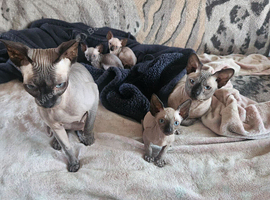 Adorable Kittens Looking for Loving Homes