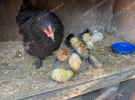 2 mum with chicks for sale