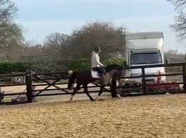 14hh Smokey Black Full Connemara Mare PROJECT