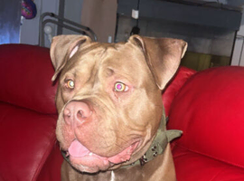 Diesel