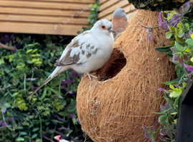 Diamond Dove x 2