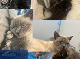 4 kittens