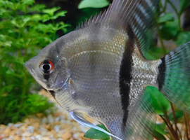 Beautiful Silver Adult Male Angelfish