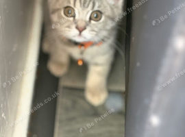 Beautiful Scottish straight  kittens blue and lilac ready to leave now