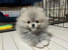 Lovely Male & Female Pomeranian Pups