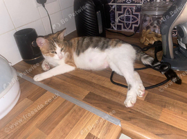 Domestic cat