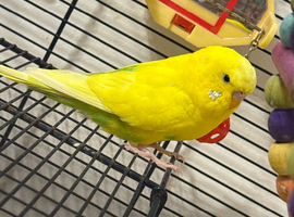 Playful male budgie