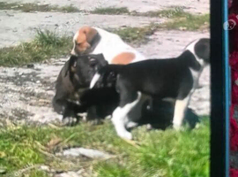 Jack russel cross beagle