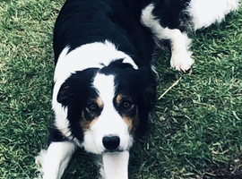 Puppies for sale