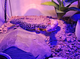 leopard gecko and full set up