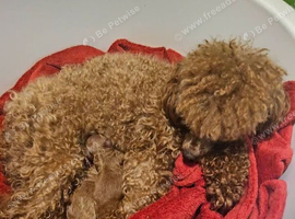 Cockapoo puppies