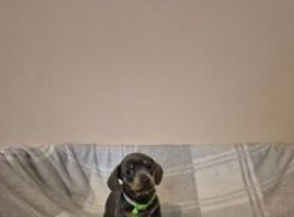 Miniature dachshund 1 blue and tan male left