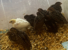 9 bobwhite quail