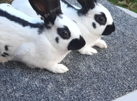 English spot rabbits