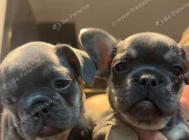 Frenchies pups for sale