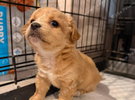 Chihuahua with a drop of Yorkshire terrier