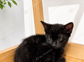 Kitten for sale