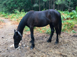 Half breed colt