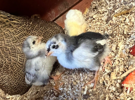 Partridge wyandotte hen with 6 unsexed chicks