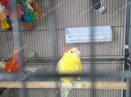 She's yellow 11 months old