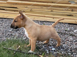 Beautiful English bull terrier puppies