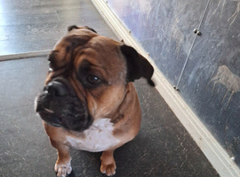 Female old tyme bulldog