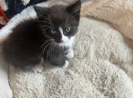 Kitten