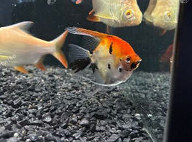 Koi angel fish